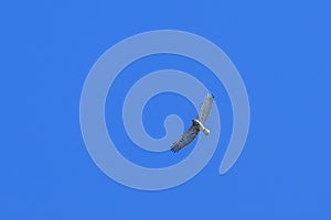 A short toed snake eagle in flight