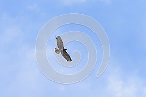A short toed snake eagle in flight