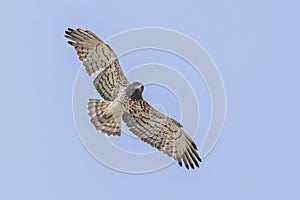 Short-toed Snake Eagle flying on thermals