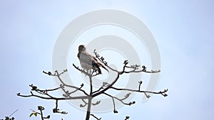 Short-toed snake eagle in the nature background.