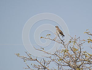 Short-toed Snake Eagle Perching on Top Tree Branch