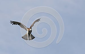 Short - toed snake eagle