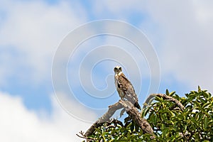 Short toed snake eagle in a tree