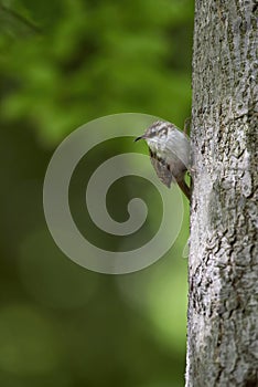 Short-toed treecreeper Certhia brachydactyla bird