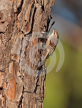 A short-toed Treecreeper on a pine tree
