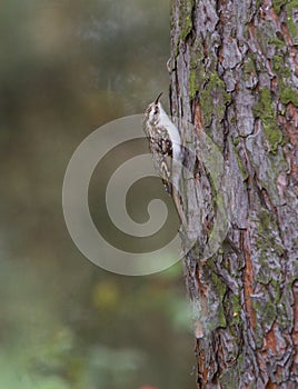 Short-toed Treecreeper on pine tree