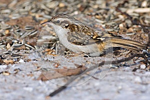Short-toed treecreeper