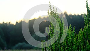 Short video clip showing a bush with lush green leaves