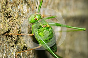 A short-winged conehead