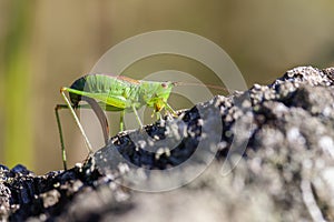 Short winged conehead - oviposition
