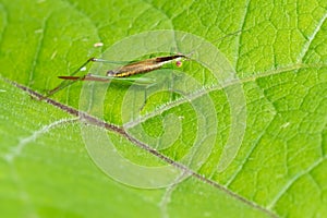 Short-winged Meadow Katydid - Conocephalus brevipennis