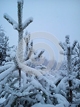 Short winter northern day. Soft, calm weather with a lot of precipitation in the form of snow. Pine branches practically do not