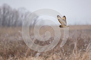 Shorted Eared Owl flying and hunting for prey