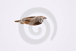 Shorted Eared Owl flying and hunting for prey