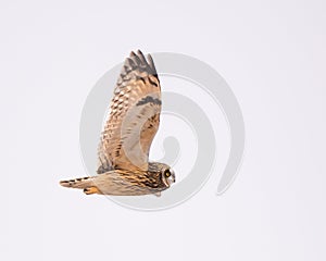 Shorted Eared Owl flying and hunting for prey