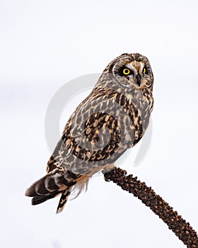 Shorted Eared Owl perched on a tree limb