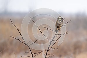 Shorted Eared Owl perched on a tree limb