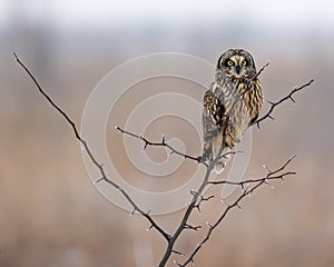 Shorted Eared Owl perched on a tree limb