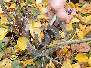 Shorten the stems of tall bush roses to reduce wind-rock during winter gales. Prune rose bush photo