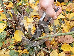 Shorten the stems of tall bush roses to reduce wind-rock during winter gales. Prune rose bush