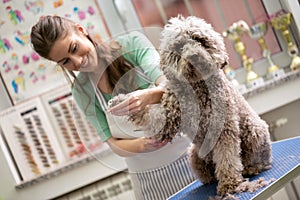 Shortening the hair on dog. Dog gets hair cut at Pet Spa Grooming Salon. Closeup of Dog. the dog has a haircut photo