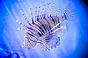 Shortfin dwarf lionfish also known as Dendrochirus brachypterus, dwarf lionfish, short-finned turkeyfish