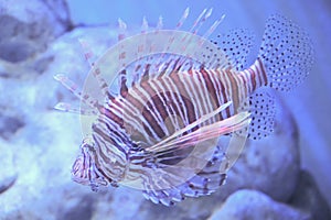 Shortfin dwarf lionfish also known as Dendrochirus brachypterus, dwarf lionfish, short-finned turkeyfish