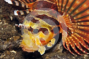 Shortfin lionfish