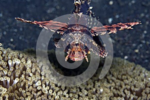 Shortfin lionfish