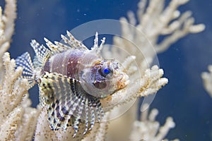Shortfin Lionfish