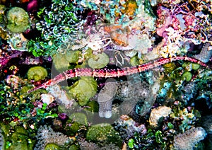 Shortfin Pipefish