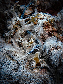 Shortfin pipefish (Cosmocampus elucens) in the Carribbean, Roatan, Bay Islands, Honduras