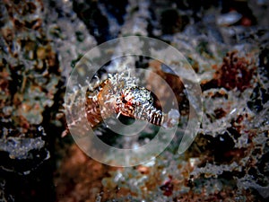 Shortfin pipefish (Cosmocampus elucens) close-up in the Carribbean, Roatan, Bay Islands, Honduras