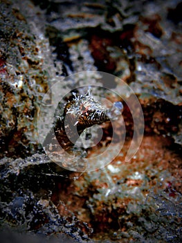 Shortfin pipefish (Cosmocampus elucens) close-up in the Carribbean, Roatan, Bay Islands, Honduras