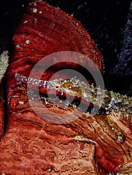Shortfin pipefish (Cosmocampus elucens) on red plate coral in the Carribbean, Roatan, Bay Islands, Honduras