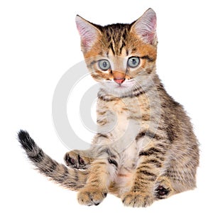 Shorthair brindled kitten