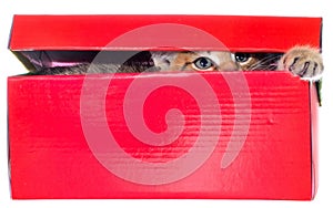 Shorthair brindled kitten in a colorful box isolated