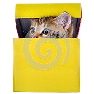 Shorthair brindled kitten hidden in a beautiful gift box isolate