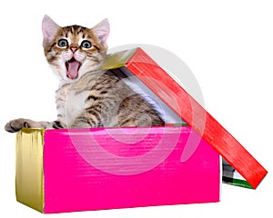 Shorthair brindled kitten hidden in a beautiful gift box isolate