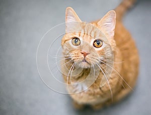 A shorthair cat with iris melanosis or hyperpigmentation in its eyes