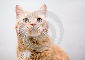 A shorthair cat with iris melanosis or hyperpigmentation in its eyes photo