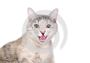 A shorthair cat with its mouth open in a hiss or angry meow photo