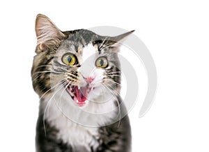 A shorthair cat with its mouth open in a hiss or meow photo