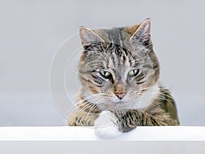 A shorthair cat looking down from its perch