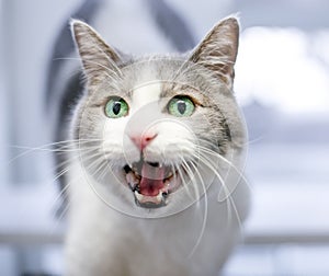 A shorthair cat meowing