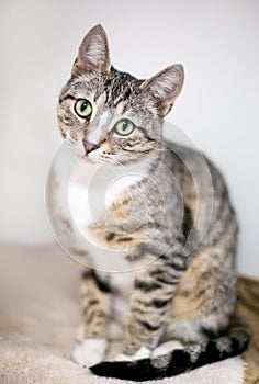 A shorthair cat sitting and listening with a head tilt