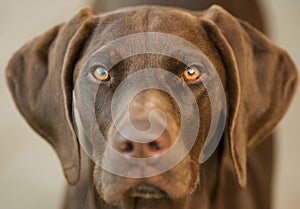 Shorthair german pointer eyes