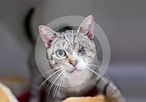 A shorthair kitten with one eye