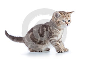 Shorthair scottish cat kitten goes side view isolated on a white background.