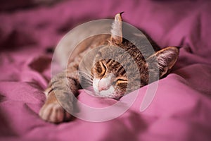 Shorthair striped cat sleeping in bed